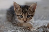 Tapeta Mačiatko - ZR 0122