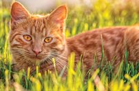 Tapeta Kocúr - ZR 0123