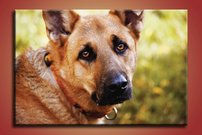 obraz na stenu pes - 1