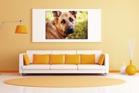 obraz na stenu pes - 2
