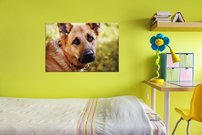 obraz na stenu pes - 4