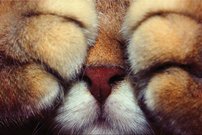 Tapeta Labky - ZR 0125