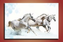 Biele kone - ZR 0126