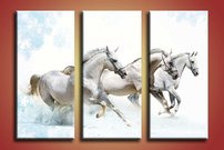 Biele kone - ZR 0126