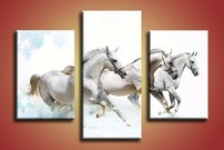 Biele kone - ZR 0126