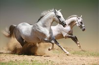 Tapeta Biele kone - ZR 0127