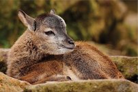 Tapeta Srnka - ZR 0128