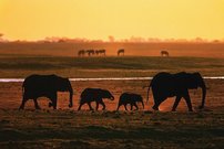 Tapeta Slony - ZR 0130