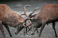 Tapeta Jelene - ZR 0132