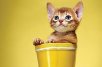 Tapeta Mačiatko - ZR 0133