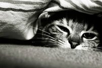 Tapeta Mačka - ZR 0134