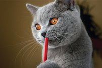 Tapeta Kocúr - ZR 0135