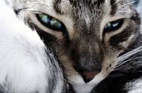 Tapeta Kocúr - ZR 0136