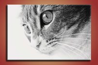 obraz na stenu macka - 1